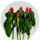 Tropical Flowers French Kiss
