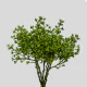 Eucalyptus Fresh Doll Cluster (1 St bunch)