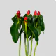 Tropical Flowers French Kiss (5 St bunch)