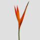 Tropical Heliconia Golden Fire Opal (5 St Bunch)