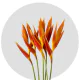 Box Tropical Flowers Heliconia Golden Fire Opal (100 St)