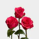 Hot Pink V.I Pink 50 cm (25 St bunch)