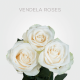 Cream Vendela Roses 60 cm (25 St bunch)