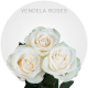 Cream Vendela Roses 40-60 cm