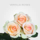 Verisilia Roses