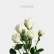 Spray White Viviane 60 cm (10 St bunch)