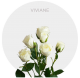 Viviane Spray Roses