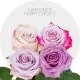 Box Assorted Lavender 60 cm (100 St)