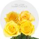 Box Assorted Yellow 60cm (100 St)