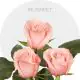Pink Be Sweet 40-70 cm