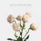 White Majolika 50 cm (10 St bunch)