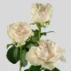 Cotton X Pression 25 Stems