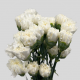 Flowers Lavender Carnations (25 St bunch)