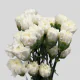 Flowers White Carnations (25 St bunch)