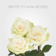 White O'hara Roses 60 cm (25 St bunch)