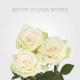 Garden White O'hara Roses 40 cm (25 St bunch)