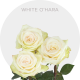 White O'hara Roses 40-60 cm