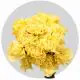 Flowers Carnations Yellow