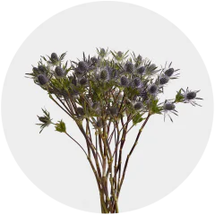 Eryngium Blue Lagoon