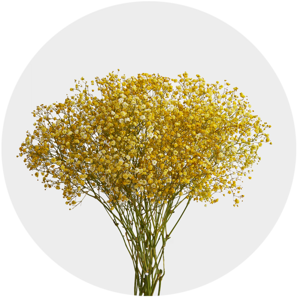 Box Flowers Baby Breath Xlence Tinted Yellow (250 St