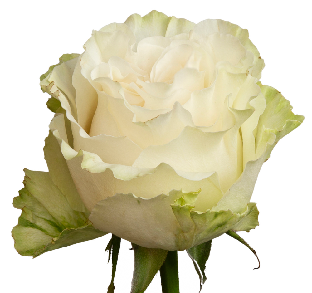 whiterose♡ White Cotton X-Pression Roses 40-50 cm| Bellevueroses.com