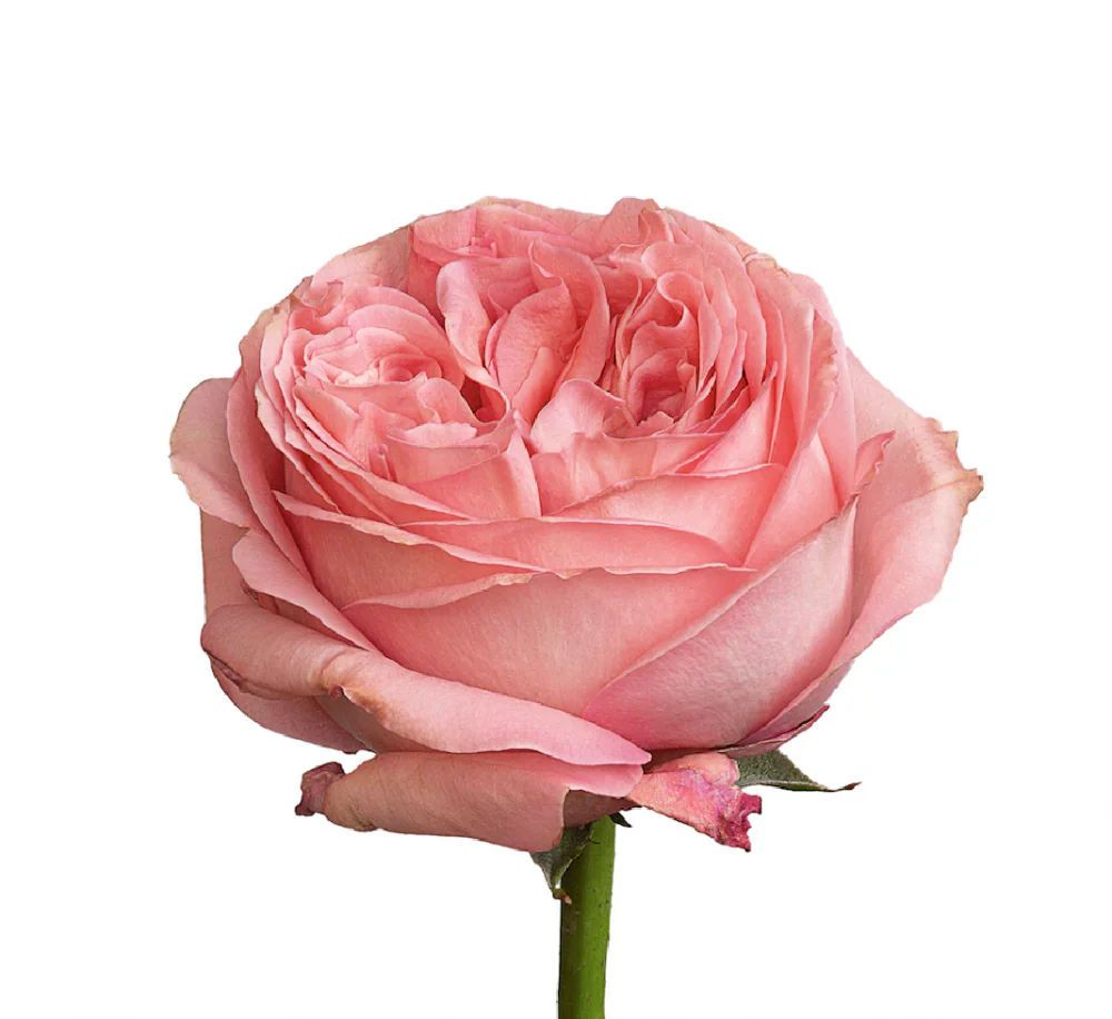 Garden Pink Xpression Roses 40-60 cm | BellevueRoses.com