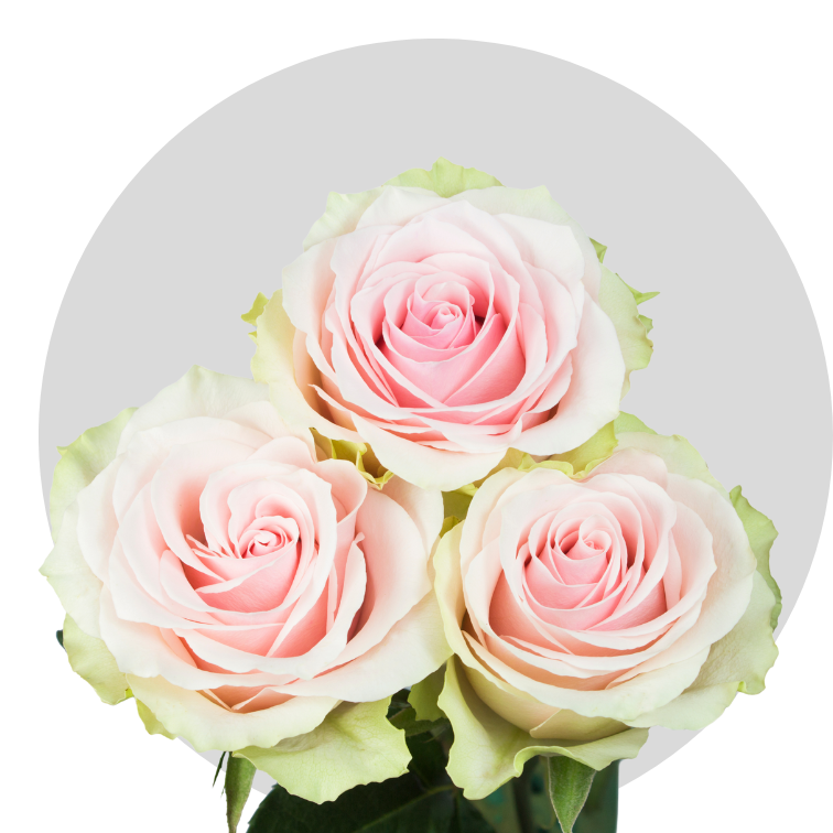 【10996】Mosrite Rose 55 LIMITED MODEL Mother Of Pearl Roses - 25st. - Ramirez Wholesale Flowers Inc