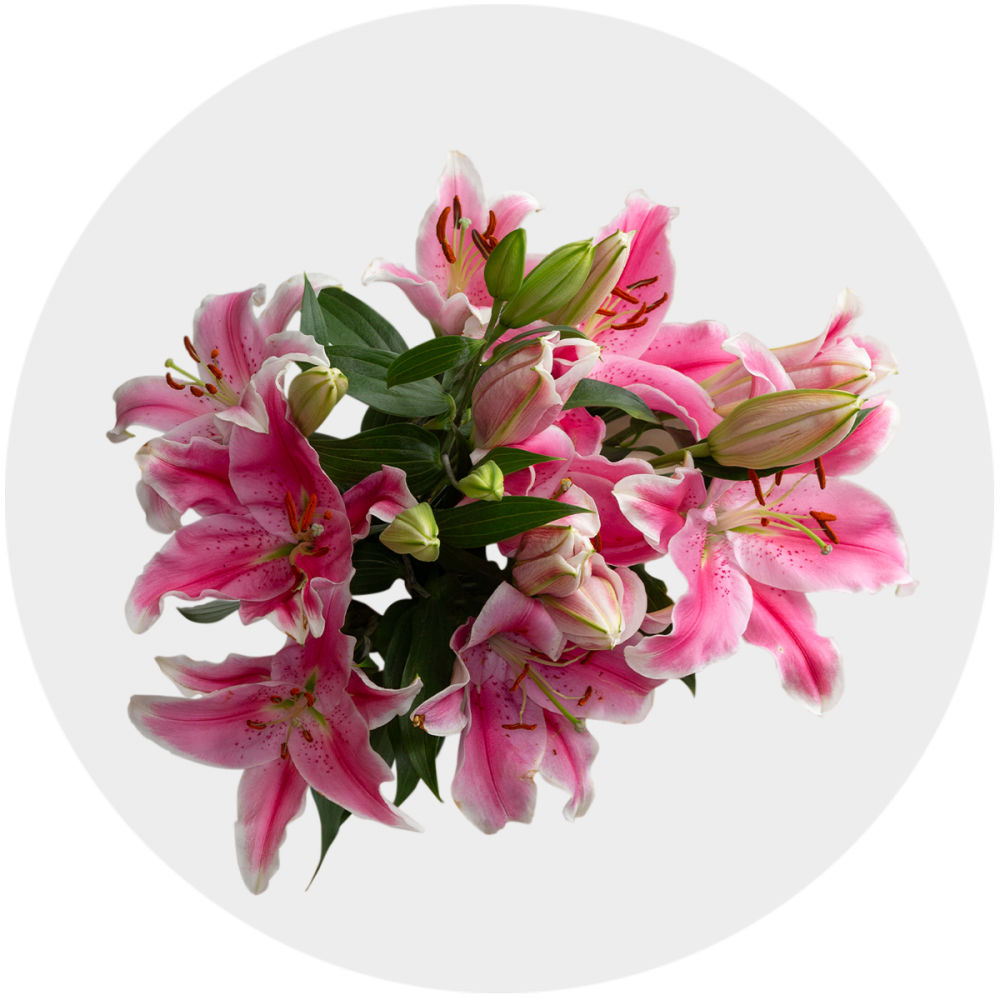 Flowers Oriental Lily Light Pink