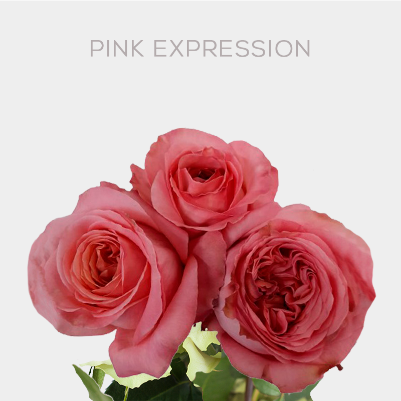 Garden Pink Expression Roses 60 cm (25 St bunch) | Bellevueroses.com