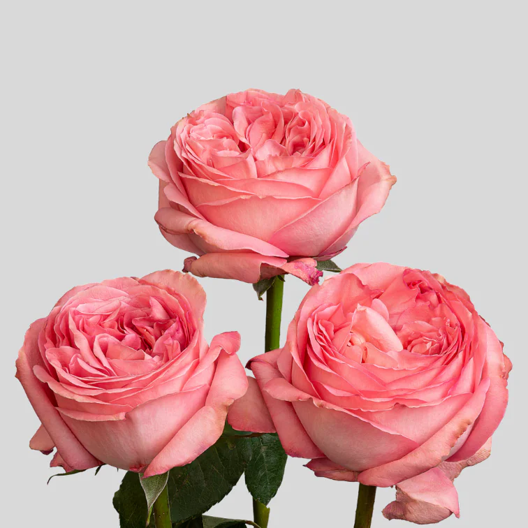 Garden Pink Xpression Roses 40 cm (25 St bunch) | Bellevueroses.com