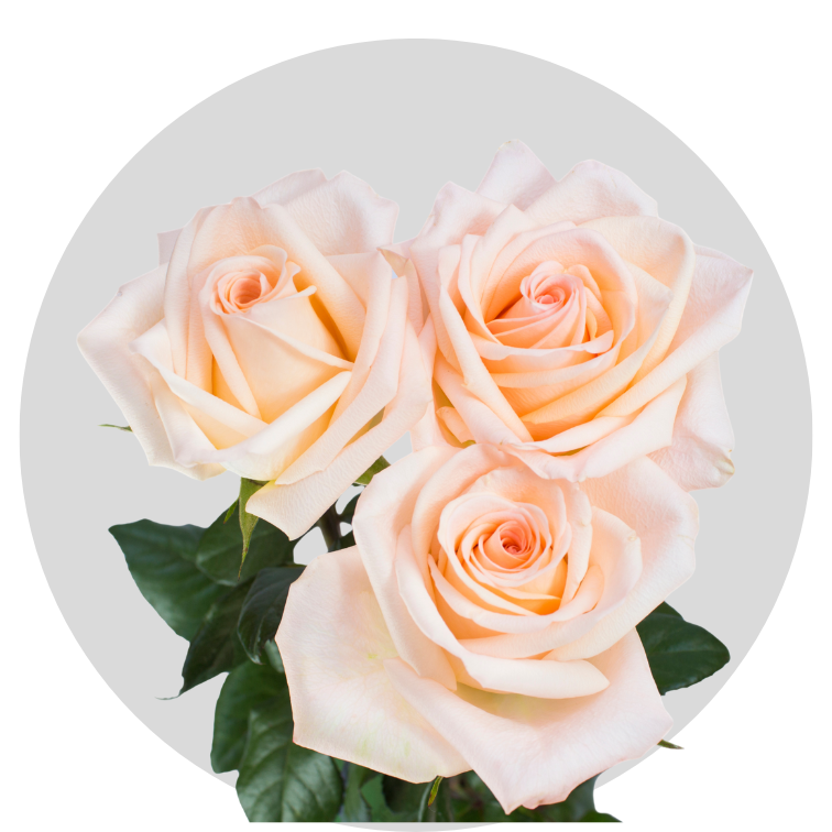 Peach Tiffany Roses 40-60 cm | Bellevueroses.com