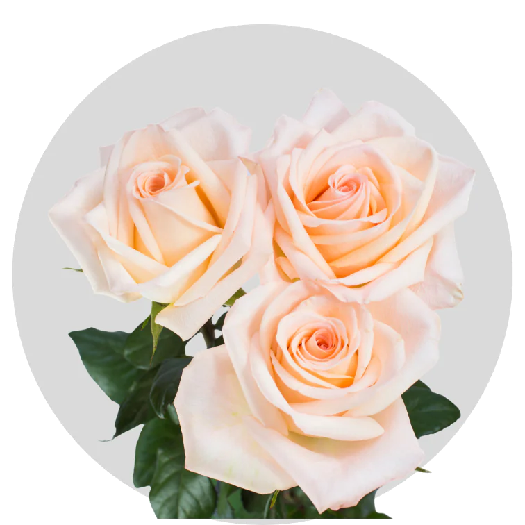 Tiffanyバラ　eco Peach Tiffany Roses 40-60 cm | Bellevueroses.com