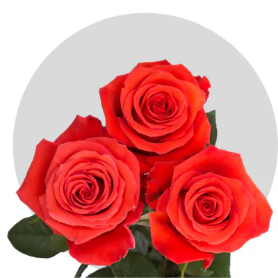 Nina Roses