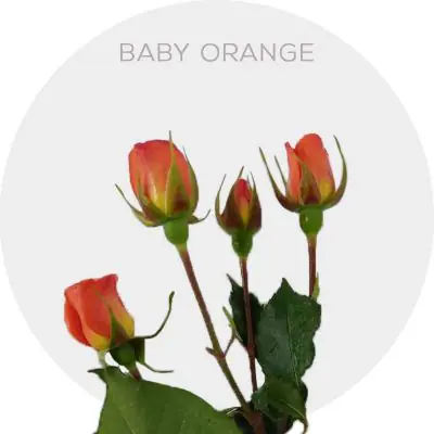 Spray Orange Babe