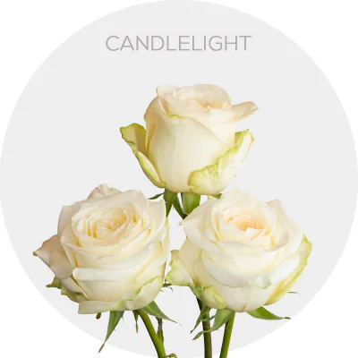 Candlelight (Garden Roses)