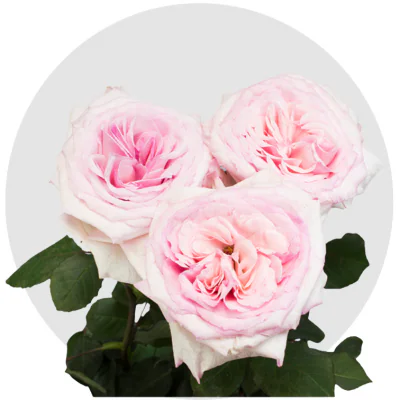 Pink O'hara (Garden Roses)