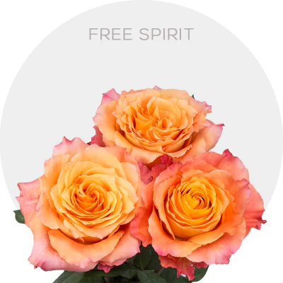 Free Spirit (Garden Roses)