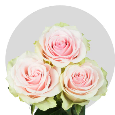 Frutteto Roses