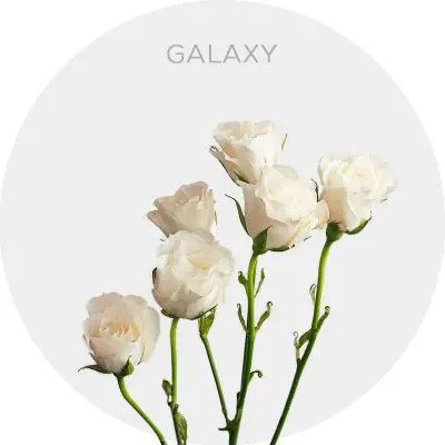Spray Galaxy 