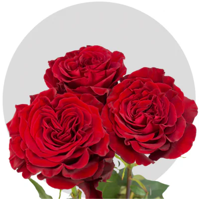 Hearts (Garden Roses)