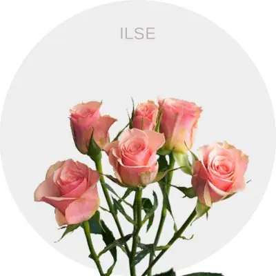 Spray Ilse 