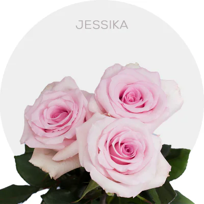 Jessika 