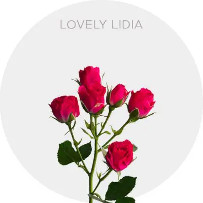 Spray Lovely Lidya