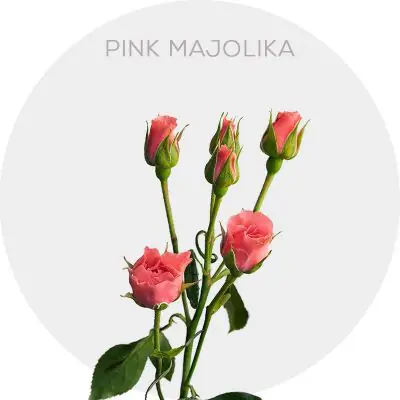 Spray Pink Majolika