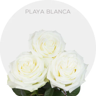 Playa Blanca