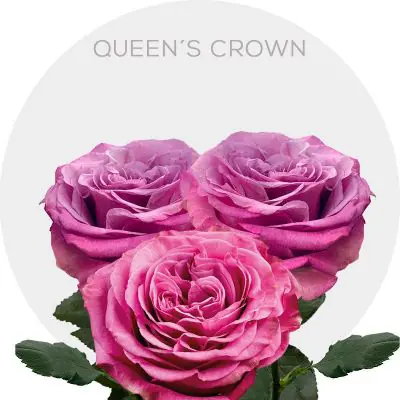 Queen´s Crown (Garden Roses)
