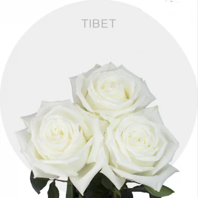 Tibet 