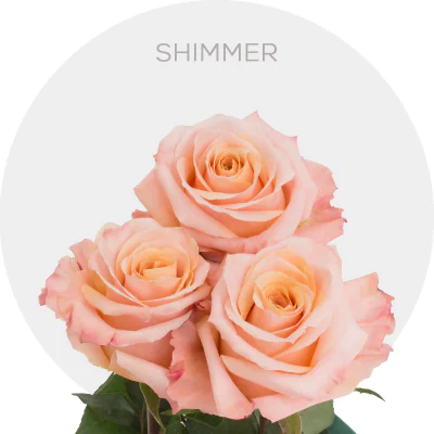 Shimmer