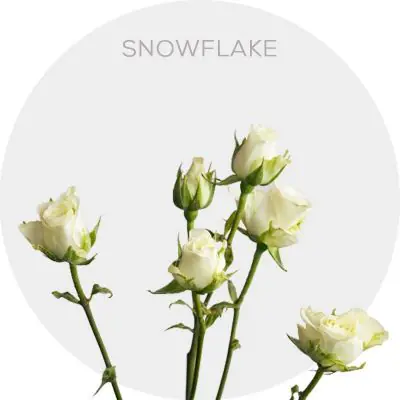 Spray White Snowflake 40-60 cm
