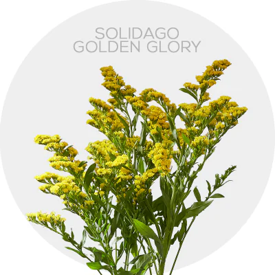 Solidago Golden Glory 